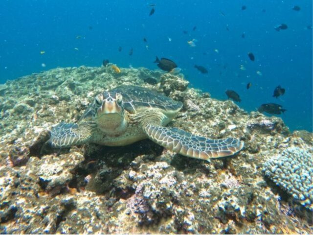 瀬底島 ウミガメ　シュノーケリング
