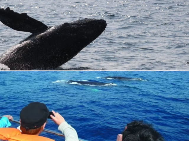 ホエールウォッチング