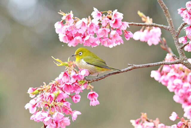 緋寒桜とメジロ
