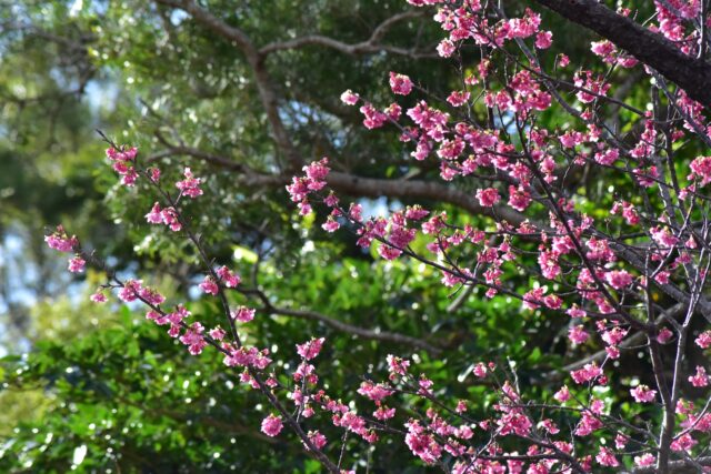 もとぶ八重岳　桜