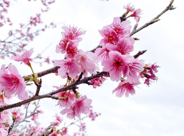 八重瀬公園　桜