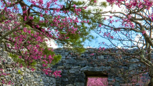 名護城公園　桜