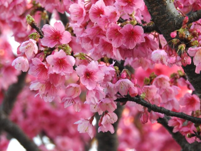 緋寒桜　満開