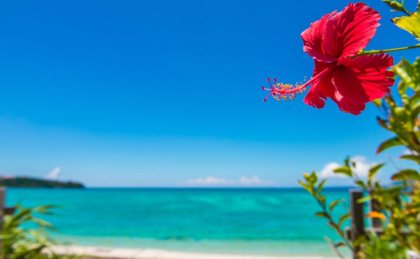 やんばるの青空と赤いハイビスカスが彩る景色