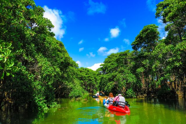 恩納村のマングローブ林の中をカヤックで進む、緑に囲まれた静かな冒険の様子