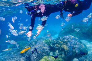 沖縄やんばるの海で熱帯魚と泳ぐシュノーケリング