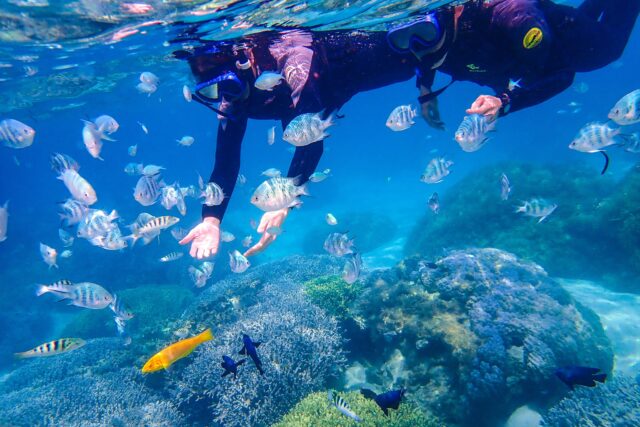 沖縄やんばるの海で熱帯魚と泳ぐシュノーケリング