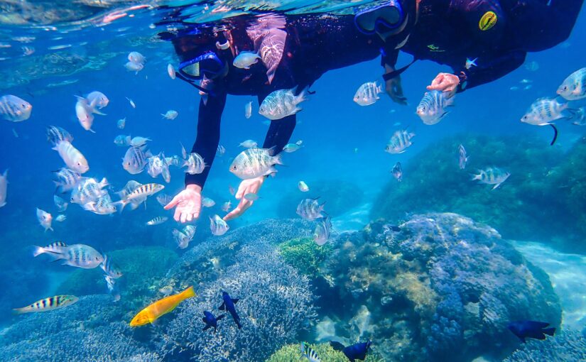 伊江島　シュノーケリング　熱帯魚