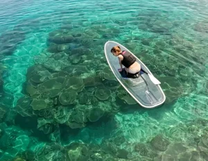 透明SUPから覗く沖縄のサンゴ礁