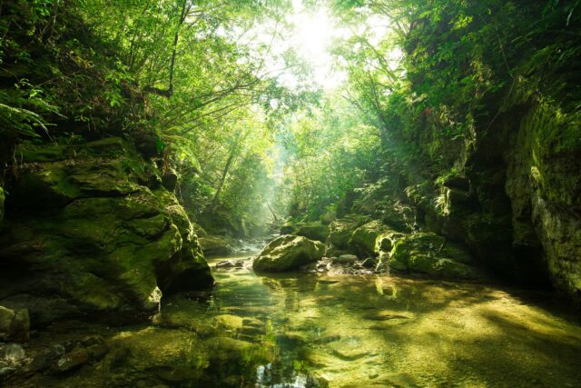 やんばるの秘境で癒される沖縄の自然風景