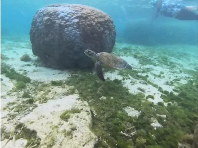 ジョン万 ウミガメ