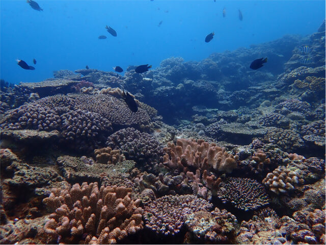 宜野湾 ダイビング ソフトコーラル