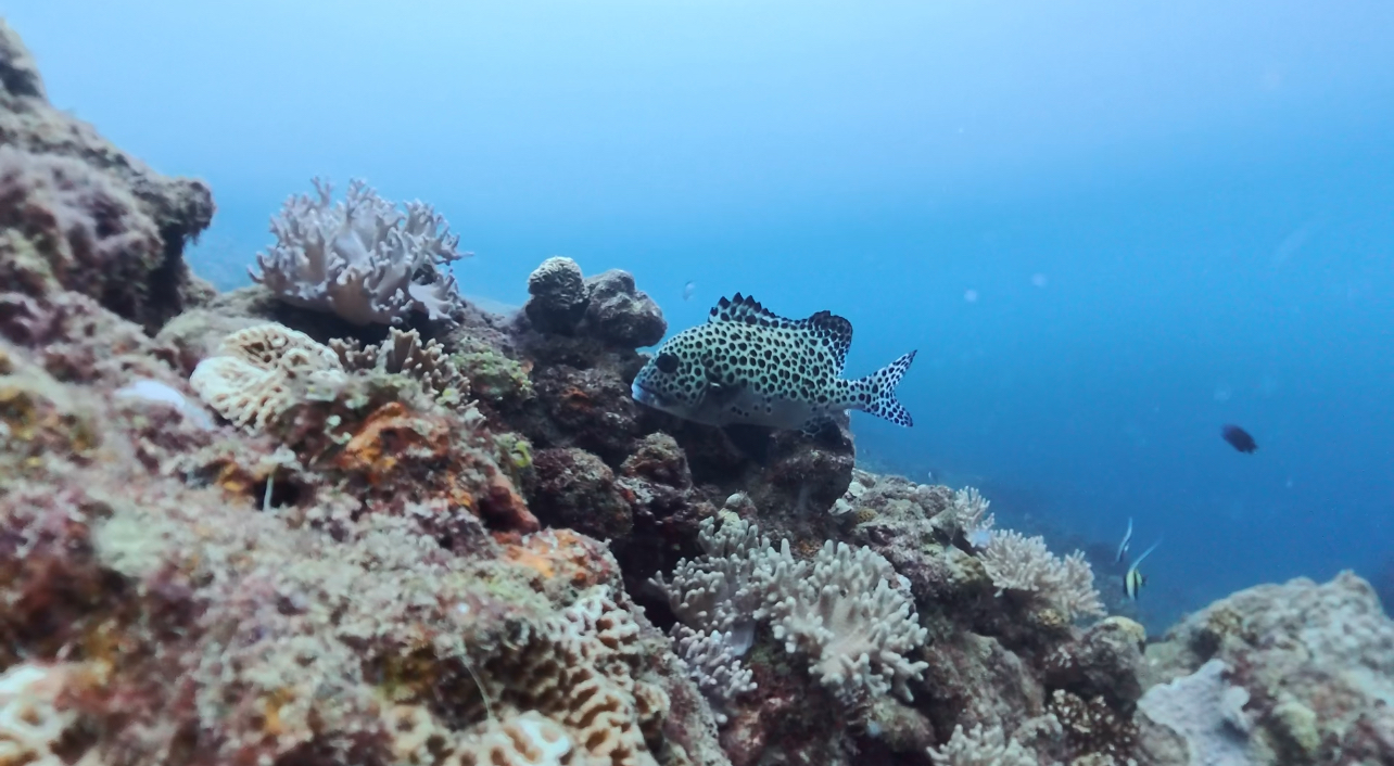 【沖縄中部・北谷町砂辺/約3時間】アメリカンビレッジすぐ近く♪宮城海岸でシュノーケリング《送迎無料・講習付き》（No.705）