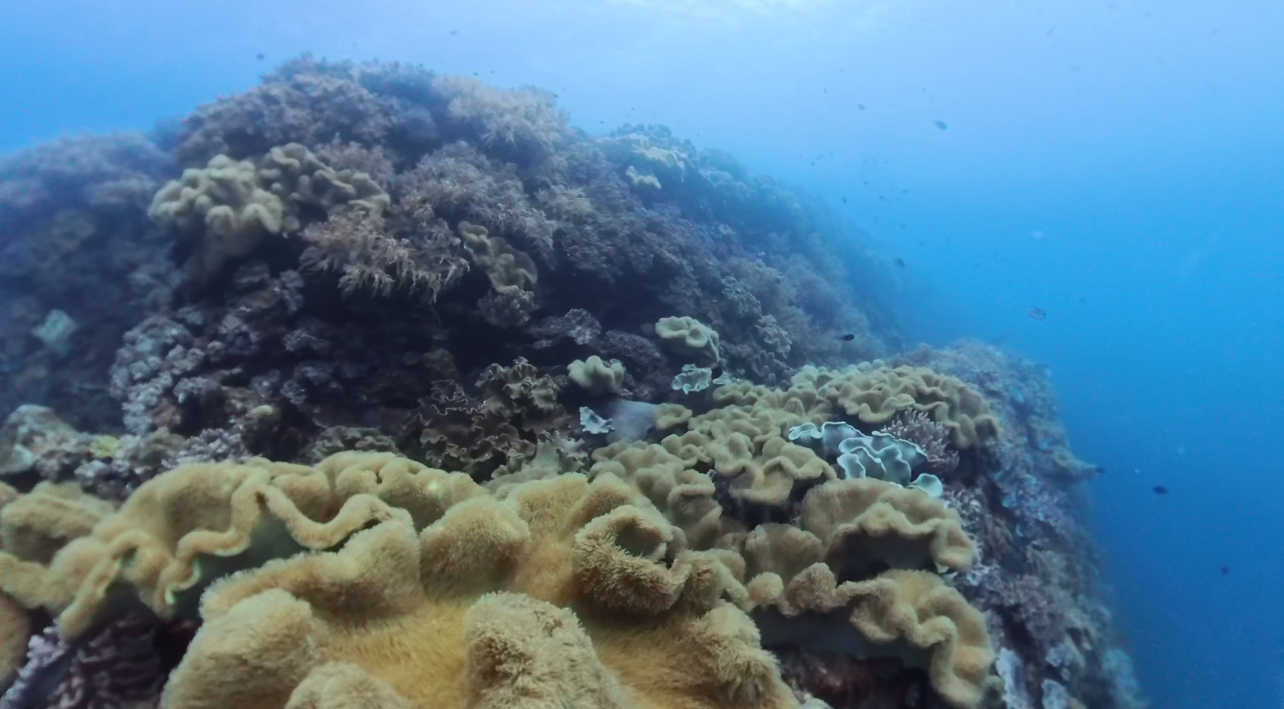 【沖縄中部・北谷町砂辺/約3時間】アメリカンビレッジすぐ近く♪宮城海岸でシュノーケリング《送迎無料・講習付き》（No.705）