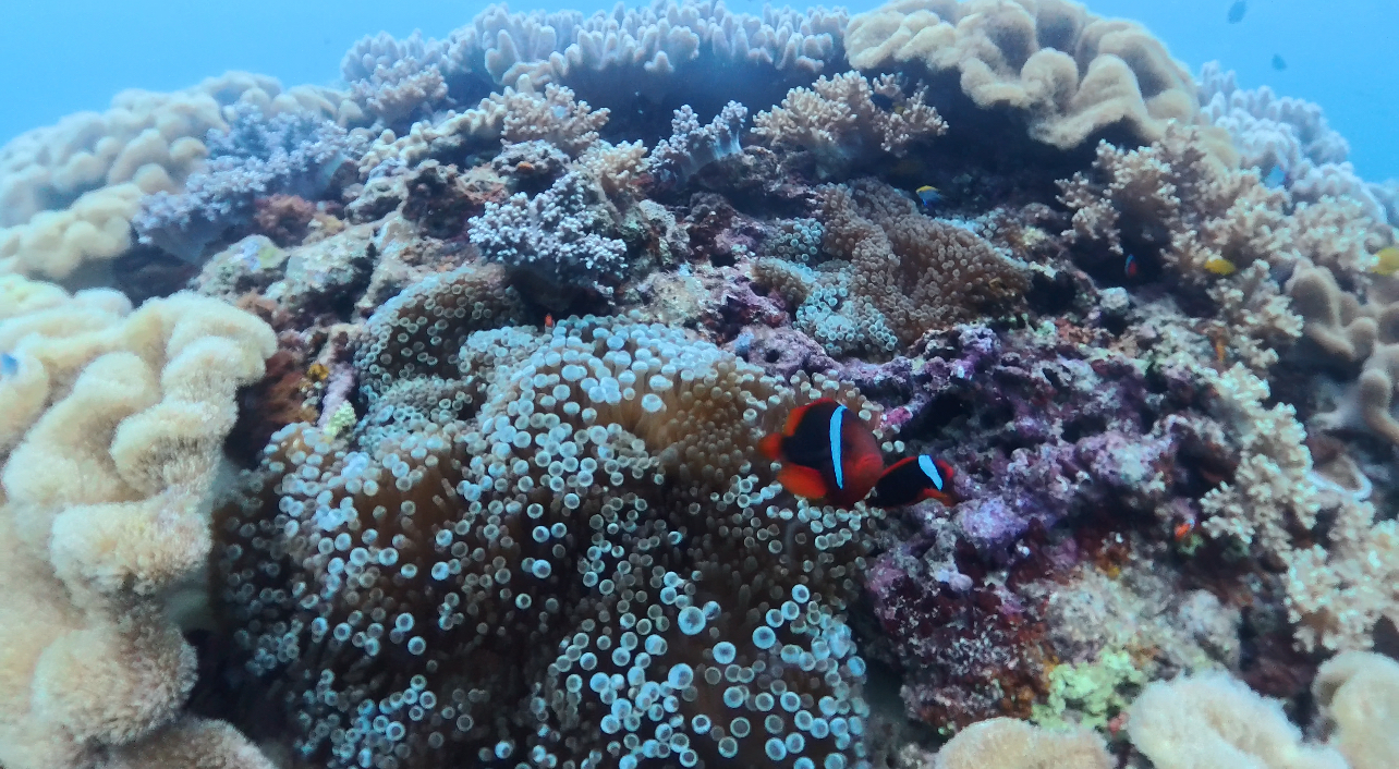 【沖縄中部・北谷町砂辺/約3時間】アメリカンビレッジすぐ近く♪宮城海岸でシュノーケリング《送迎無料・講習付き》（No.705）