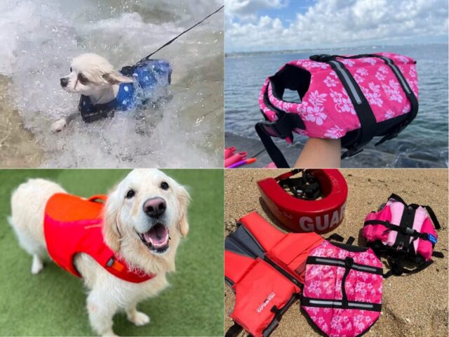 【沖縄南部・北部/約3時間】ペット無料☆愛犬と楽しむビーチシュノーケリング《ライフジャケット完備&写真・動画プレゼント》(No.701)