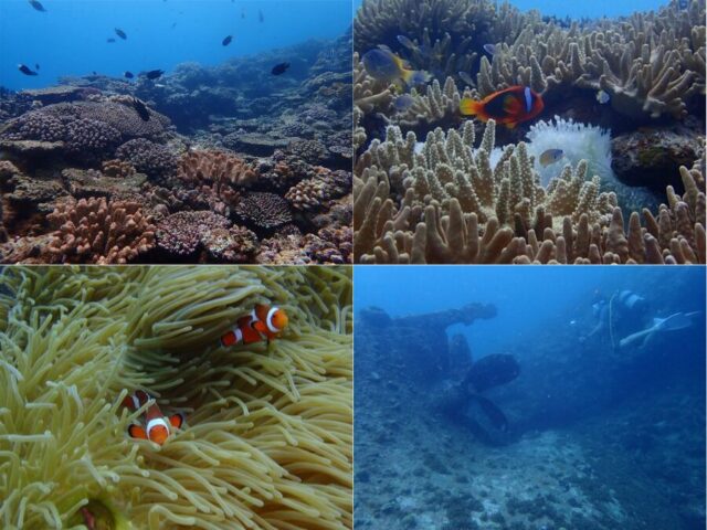 【沖縄本島・宜野湾】初心者安心♪少人数制のボートダイビングツアー★選べる1ダイブ/2ダイブ/3ダイブ/4ダイブ《無料送迎付き・おひとり様OK》(No.700)