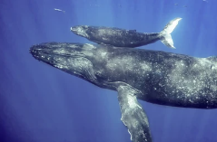 冬の沖縄でホエールウォッチング