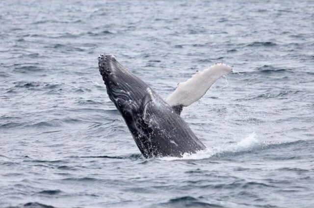 トロピカルフィッシング　ホエールウォッチング
