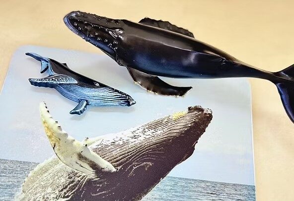 ホエールウォッチング