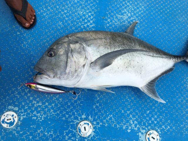 石垣島の釣りツアーで釣り上げたロウニンアジ