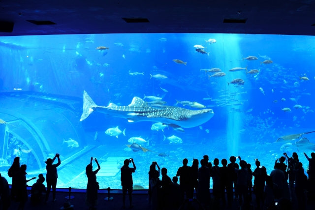 【沖縄・恩納村】今だけ特別プラン★美ら海水族館入館チケット付き！『青の洞窟』シュノーケリングツアー《写真プレゼント＆餌付け体験付き》（No.199）