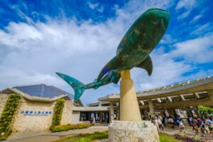 【沖縄・恩納村】今だけ特別プラン★美ら海水族館入館チケット付き！『青の洞窟』シュノーケリングツアー《写真プレゼント＆餌付け体験付き》