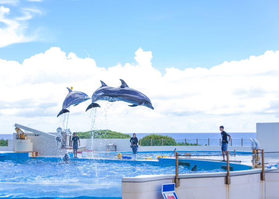 【那覇発/北部観光/ディナー付】観光バスツアー（Ａコース）★美ら海水族館→御菓子御殿→万座毛→琉球村→星野リゾート バンタカフェ→琉球料理ディナー（No.232）