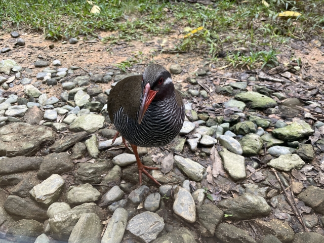 ヤンバルクイナ生態展示学習施設