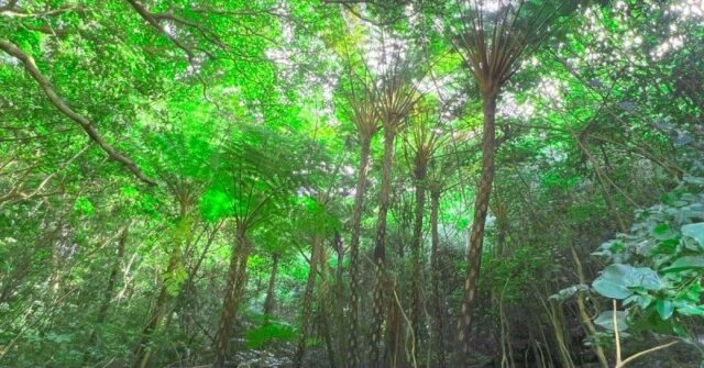 【沖縄やんばる/約2時間】雨の日OK！やんばるの森散策コース／資格保有のガイドが解説付きでご案内♪4歳～80歳参加OK（No.239）