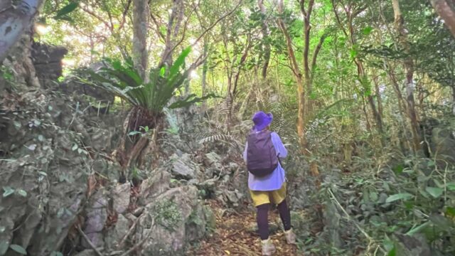 やんばるの秘境！沖縄北部・大宜味村の絶景「ター滝」完全ガイド