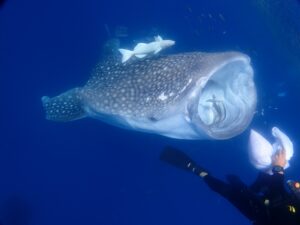 ジンベエザメ、体験ダイビング