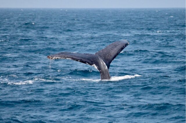 冬の沖縄でホエールウォッチング