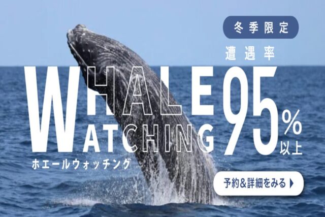沖繩本島賞鯨之旅