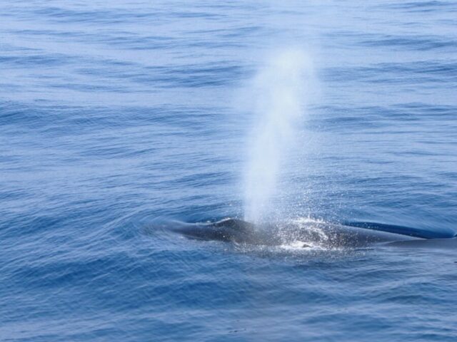 ホエールウォッチング、クジラ