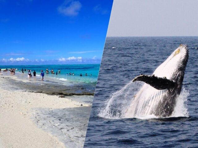 ホエールウォッチング　ナガンヌ島