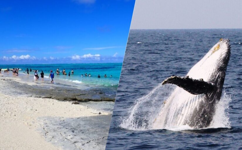 ホエールウォッチング　ナガンヌ島