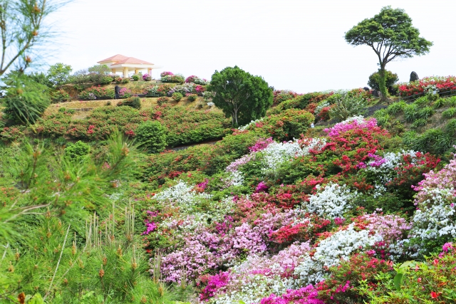 色鮮やかなツツジが斜面一面に咲き誇る大石林山の風景。山頂付近には景色を眺めるための東屋が見える。