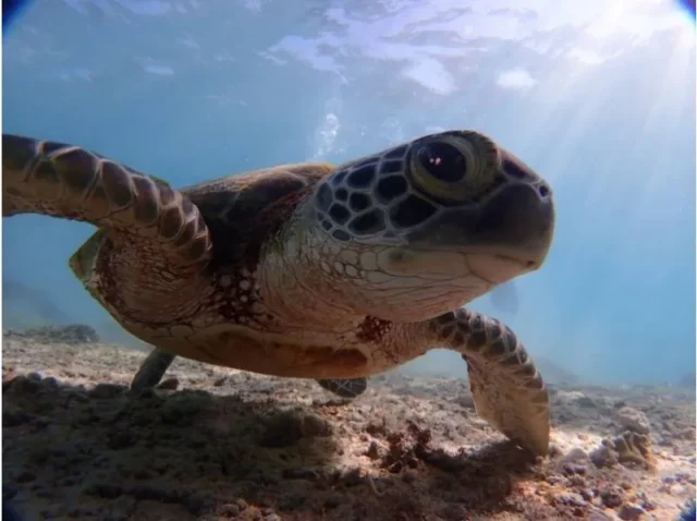 ウミガメ、海亀