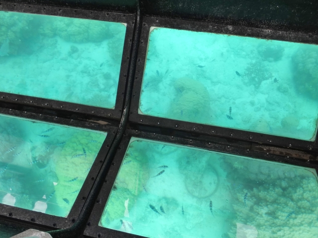 透明な海を船上から満喫！沖縄で人気の絶景グラスボート体験を徹底解説