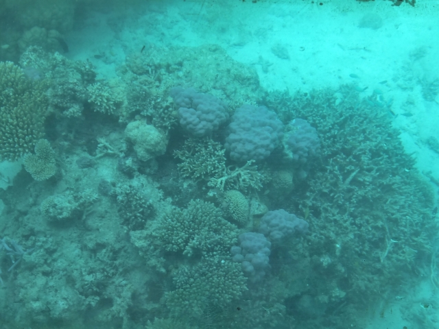 透明な海を船上から満喫！沖縄で人気の絶景グラスボート体験を徹底解説