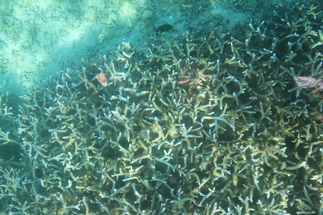 透明な海を船上から満喫！沖縄で人気の絶景グラスボート体験を徹底解説