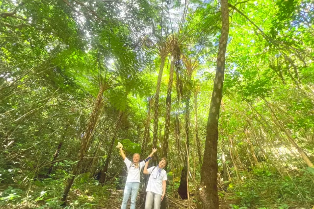 【やんばるウォーキング/約2時間】雨の日OK！やんばるの森散策コース／資格保有のガイドが解説付きでご案内♪0歳～80歳参加OK（No.239）