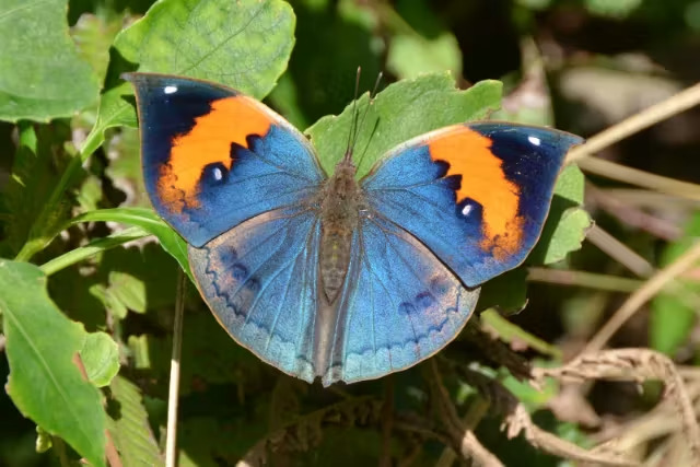 【やんばるウォーキング/約2時間】雨の日OK！やんばるの森散策コース／資格保有のガイドが解説付きでご案内♪0歳～80歳参加OK（No.239）