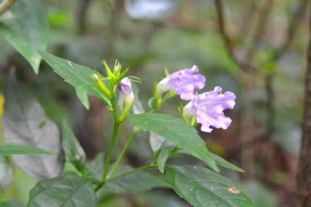 【やんばるウォーキング/約2時間】雨の日OK！やんばるの森散策コース／資格保有のガイドが解説付きでご案内♪0歳～80歳参加OK（No.239）