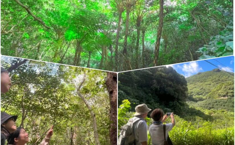 【やんばるウォーキング/約2時間】雨の日OK!やんばるの森散策コース/資格保有のガイドが解説付きでご案内♪0歳~80歳参加OK(No.239)