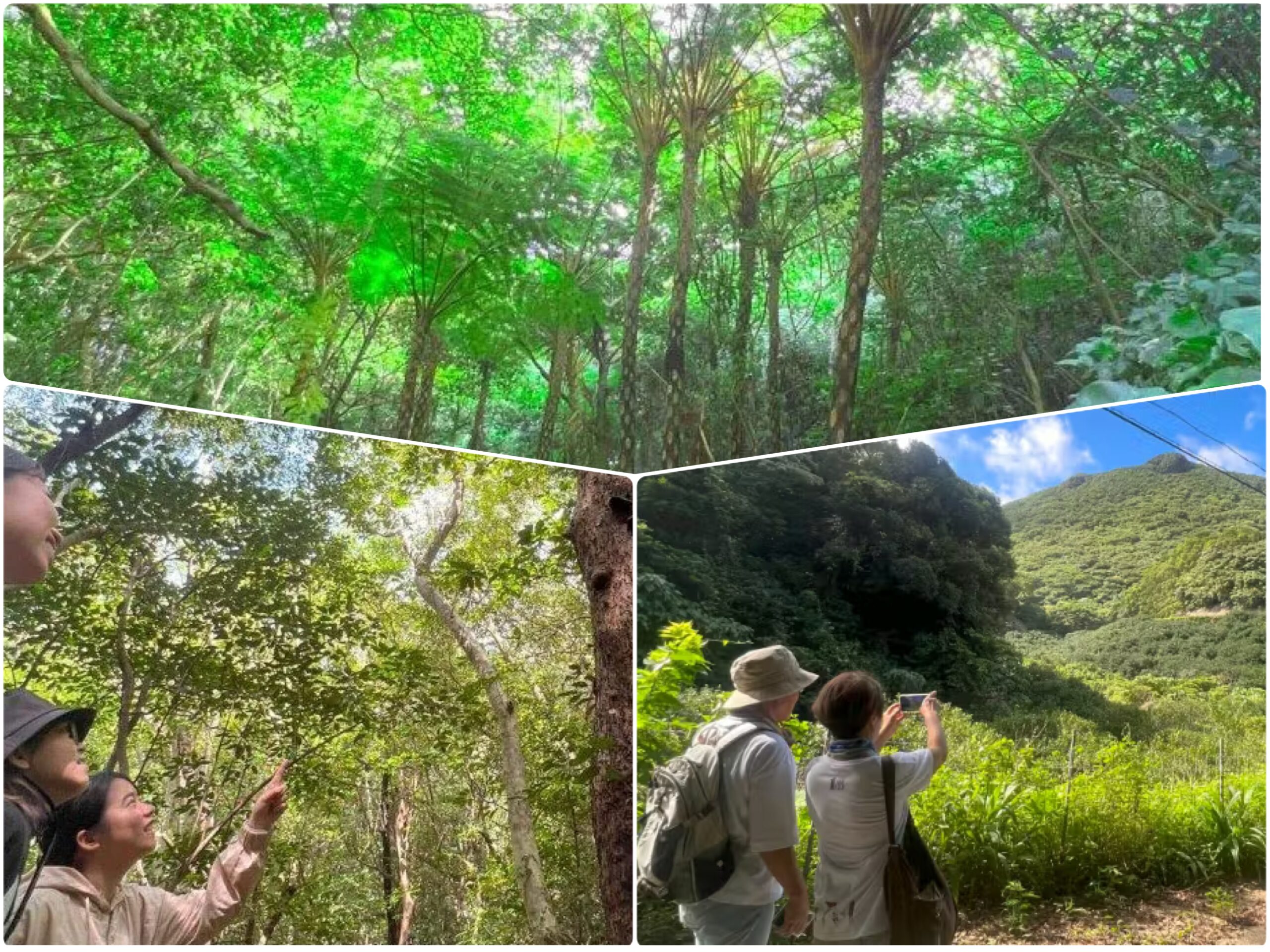 【やんばるウォーキング/約2時間】雨の日OK！やんばるの森散策コース／資格保有のガイドが解説付きでご案内♪0歳～80歳参加OK（No.239）