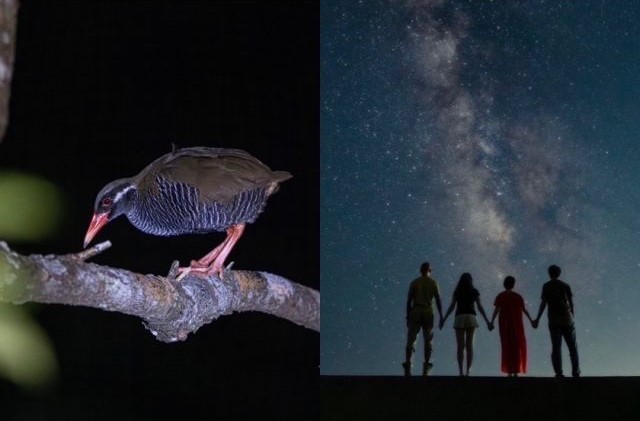 【沖縄・東村】神秘のやんばるナイトツアー☆眠るヤンバルクイナや光る虫たちのファンタジーの世界へ大冒険！《写真プレゼント・ガイド解説付き》（No.283）