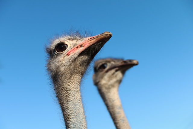 今帰仁村観光で動物と触れ合えるダチョウらんどの風景