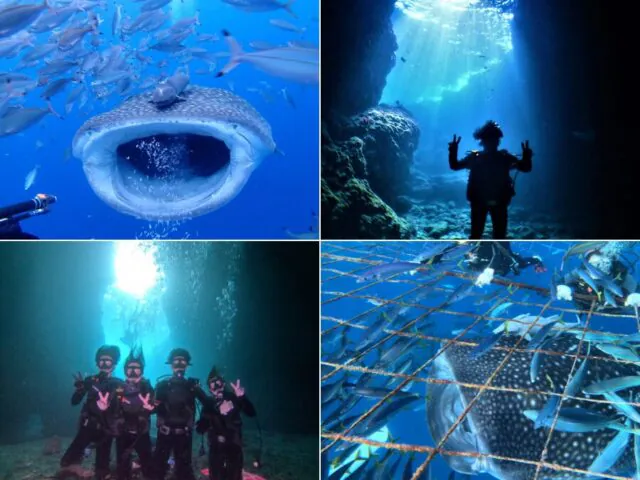 ジンベイザメ　体験ダイビング 